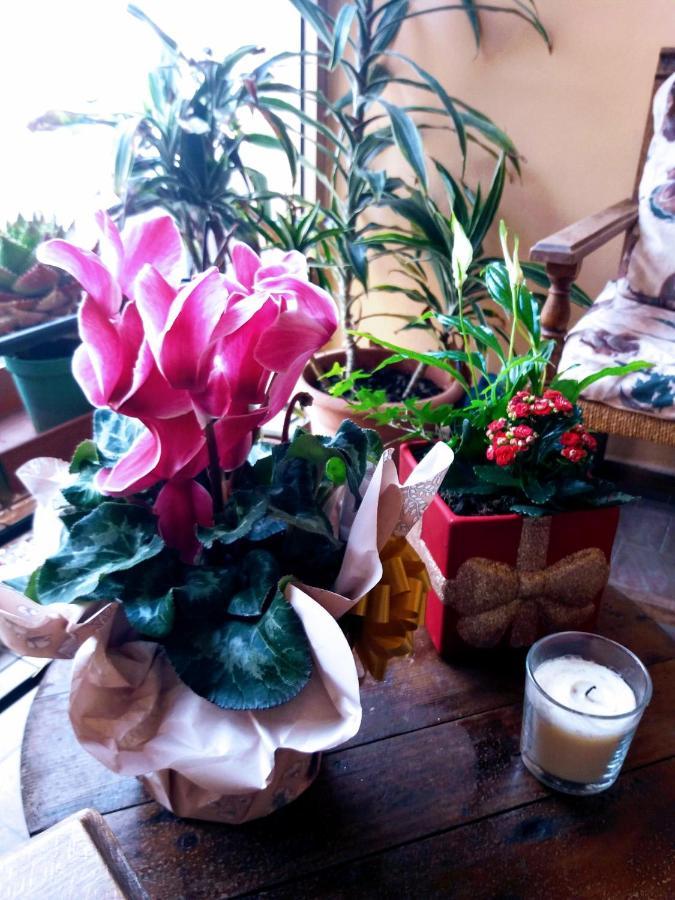 "La Maison Del Corso" Hospitality Pisa Ngoại thất bức ảnh